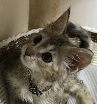 メインクーン【千葉県・女の子・2018年3月20日・ブラウンタビー（ロング）】の写真「とても優しい女の子ニャン♪」