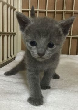 ロシアンブルー【千葉県・女の子・2017年6月6日・ブルー（ショート）】の写真「とても可愛い〜女の子ニャン♪」