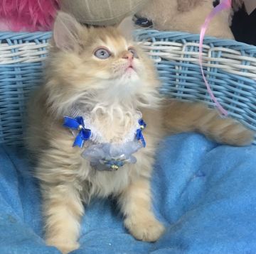 サイベリアン【千葉県・男の子・2021年4月11日・レッドタビー（ロング）】の写真「ベビーフェイスな可愛い〜男の子にゃん♪」