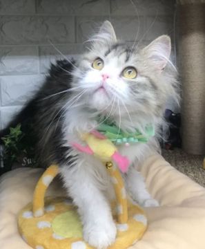 スコティッシュフォールド(立ち耳)【千葉県・男の子・2021年9月1日・ブラウンタビー&ホワイト（セミロング）】の写真「甘えん坊でふわふわ・モコモコな可愛い〜男の子ニャン」