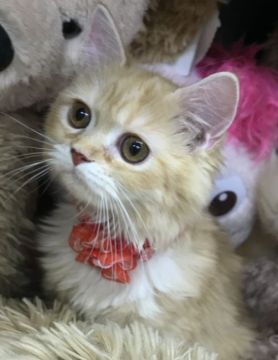 サイベリアン【千葉県・女の子・2020年11月1日・レッドタビー】の写真「ふわふわ可愛〜女の子ニャン♪♪」