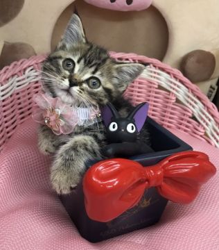 スコティッシュフォールド(立ち耳)【千葉県・女の子・2021年9月3日・ブラウンタビー（ショート）】の写真「超〜可愛い〜女の子ニャン♪♪」