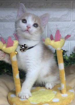 スコティッシュフォールド(立ち耳)【千葉県・男の子・2022年3月10日・クリーム&ホワイト（ショート）】の写真「可愛い〜❣️可愛い〜❣️男の子ニャン♪」