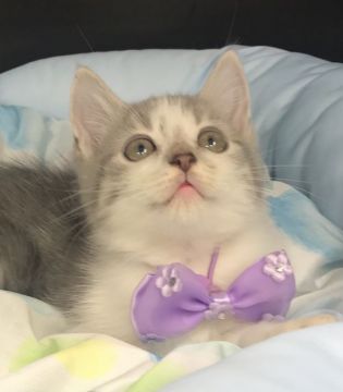 スコティッシュフォールド(立ち耳)【千葉県・男の子・2021年6月16日・ブルータビー&ホワイト（ショート）】の写真「可愛い〜男の子ニャン♪♪」