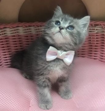 スコティッシュフォールド(立ち耳)【千葉県・女の子・2021年11月10日・ブルータビー（セミロング）】の写真「フワモコ♪まん丸の可愛い〜女の子ニャン♪」