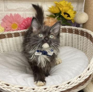 サイベリアン【千葉県・男の子・2022年3月30日・ブラック(シルバー)&ホワイト】の写真「白い手袋・靴下・エプロンに可愛いアゴヒゲニャン❣️」