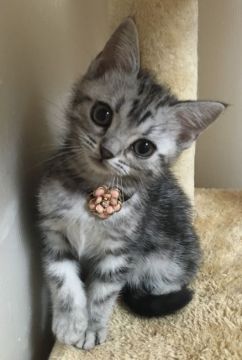 アメリカンショートヘア【千葉県・女の子・2017年12月2日・シルバータビー（ショート）】の写真「とっても美人ちゃんニャン♪」