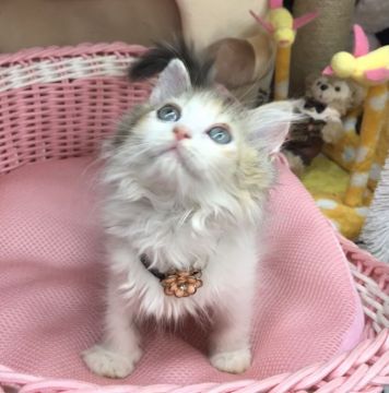 ラガマフィン【千葉県・女の子・2021年10月1日・ダイリュウトーキャリコ】の写真「小ぶりな可愛い〜女の子ニャン♪」