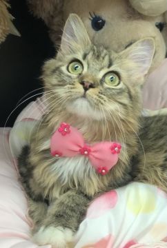 サイベリアン【千葉県・女の子・2021年4月11日・ブラウンタビー&ホワイト】の写真「立派な手袋・靴下・エプロンを付けた美人ちゃんニャン」