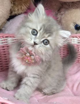 サイベリアン【千葉県・女の子・2021年4月11日・ブルー(タビー)（ロング）】の写真「ふわもこ♪激可愛い〜女の子ニャン♪」