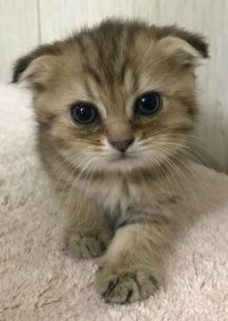 スコティッシュフォールド(折れ耳)【千葉県・女の子・2018年11月1日・ブラウンタビー（ショート）】の写真「とっても可愛い〜女の子ニャン♪♪」