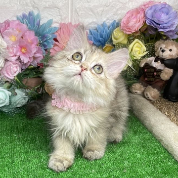 ラガマフィン【千葉県・女の子・2022年5月31日・レッドタビー】の写真「守ってあげたくなる可愛い〜可愛い〜女の子ニャン❣️」