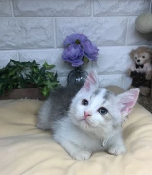 スコティッシュフォールド(立ち耳)【千葉県・男の子・2021年12月20日・ブルータビー&ホワイト（ショート）】の写真「綺麗な可愛い〜可愛い〜男の子ニャン♪」