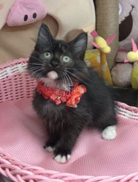 サイベリアン【千葉県・女の子・2021年8月1日・ブラック&ホワイト】の写真「手袋と靴下付きの可愛い〜女の子ニャン♪」