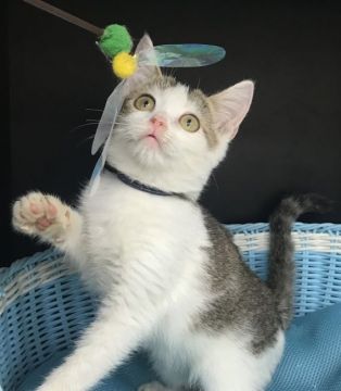 スコティッシュフォールド(立ち耳)【千葉県・男の子・2021年6月26日・ブラウンタビー&ホワイト（ショート）】の写真「可愛い〜男の子ニャン♪♪」