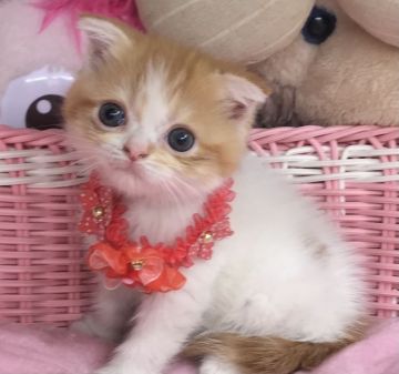 スコティッシュフォールド(立ち耳)【千葉県・女の子・2021年4月1日・レッドタビー&ホワイト（ショート）】の写真「ムチムチ激可愛い〜女の子ニャン♪」