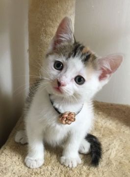 スコティッシュフォールド(立ち耳)【千葉県・女の子・2018年1月15日・キャリコ（ショート）】の写真「可愛い〜女の子ニャン♪♪」