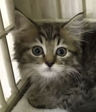 サイベリアン【千葉県・女の子・2019年2月12日・ブラウンタビー&ホワイト】の写真「とても可愛い〜女の子ニャン♪♪」