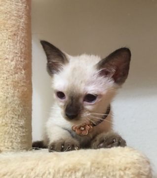 トンキニーズ【千葉県・女の子・2017年6月1日・シャンパンミンク（ショート）】の写真「とても可愛い〜女の子ニャン♪」