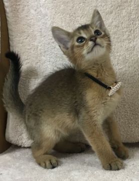 アビシニアン【千葉県・男の子・2019年2月2日・ルディー（ショート）】の写真「とっても可愛い〜男の子ニャン♪♪」