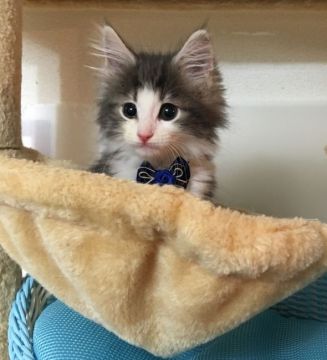 サイベリアン【千葉県・男の子・2017年3月14日・ブルータビー&ホワイト（ロング）】の写真「とても優しい〜男の子ニャン(=^x^=)」