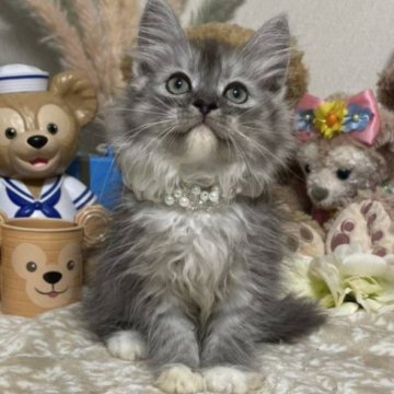 スコティッシュフォールド(立ち耳)【千葉県・男の子・2023年4月15日・シルバータビー&ホワイト】の写真「白い手袋、靴下をした可愛い〜男の子ニャン♪」