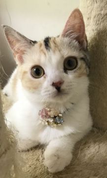 スコティッシュフォールド(立ち耳)【千葉県・女の子・2018年4月5日・キャリコ（ショート）】の写真「超〜美人さん♪お留守番も出来るニャン♪」