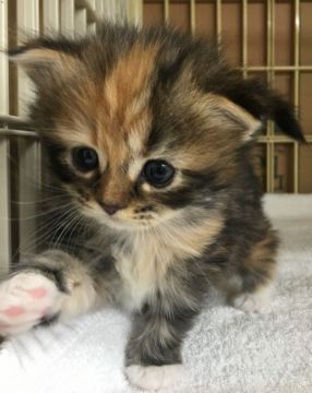 サイベリアン【千葉県・女の子・2017年1月20日・ブラウンパッチドタビー&ホワイト（ロング）】の写真「可愛い〜女の子ニャン♪」