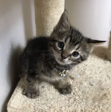 アメリカンショートヘア【千葉県・男の子・2018年1月10日・ブラウンタビー（ショート）】の写真「すごく可愛い〜男の子ニャン♪♪」