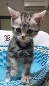 アメリカンショートヘア【千葉県・男の子・2019年4月11日・シルバータビー（ショート）】の写真「可愛い〜可愛い〜男の子ニャン♪」