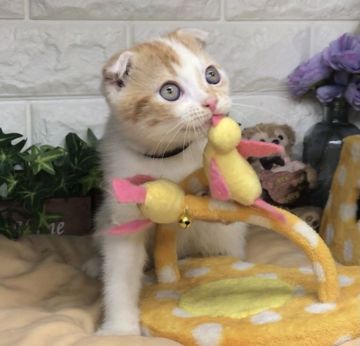 スコティッシュフォールド(折れ耳)【千葉県・男の子・2022年3月10日・レッドタビー&ホワイト（ショート）】の写真「人懐っこい可愛い〜可愛い〜男の子ニャン❣️」