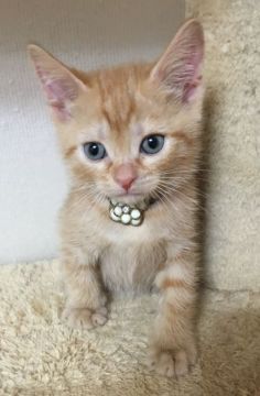 スコティッシュフォールド(立ち耳)【千葉県・男の子・2018年1月15日・レッドタビー（ショート）】の写真「可愛い〜男の子ニャン♪」