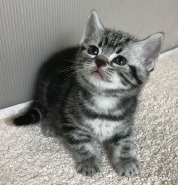 アメリカンショートヘア【千葉県・女の子・2018年12月15日・シルバータビー（ショート）】の写真「ちょっとおっとりさんな私ニャン♪♪」