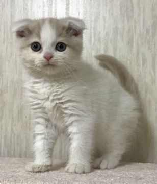 スコティッシュフォールド(折れ耳)【千葉県・男の子・2018年11月1日・クリーム&ホワイト（ショート）】の写真「ムチムチの可愛い〜男の子ニャン♪」