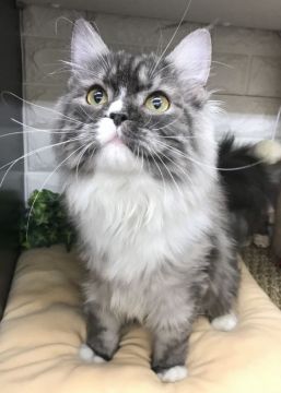 サイベリアン【千葉県・男の子・2021年8月1日・シルバータビー&ホワイト】の写真「白い手袋&靴下＆エプロン付きの超〜イケメンニャン♪」