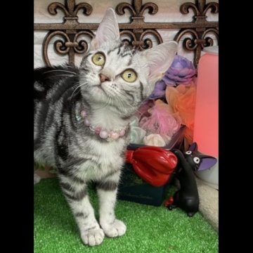 アメリカンショートヘア【千葉県・女の子・2023年1月10日・シルバータビー（ショート）】の写真「可愛い〜女の子ニャン♪」