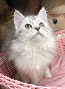 サイベリアン【千葉県・女の子・2021年4月11日・シルバータビー（ロング）】の写真「素晴らしいコートの美人な女の子ニャン♪♪」