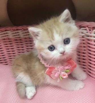 スコティッシュフォールド(立ち耳)【千葉県・女の子・2021年11月10日・レッドタビー&ホワイト】の写真「凄〜く♪凄〜く♪可愛い〜女の子ニャン♪♪」