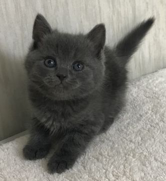 スコティッシュフォールド(立ち耳)【千葉県・男の子・2018年12月24日・ブルー(タビー)】の写真「クリスマスイブ産まれの可愛い〜男の子ニャン♪」