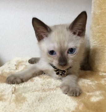 トンキニーズ【千葉県・男の子・2016年12月25日・ナチュラルミンク（ショート）】の写真「ココアカラーの可愛い〜男の子です♪」