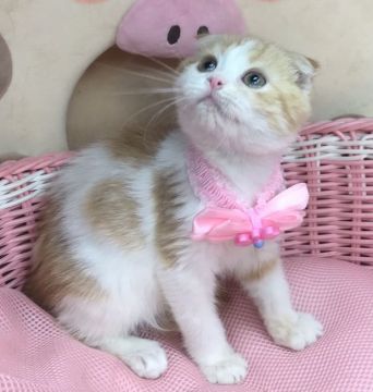 スコティッシュフォールド(折れ耳)【千葉県・女の子・2021年11月1日・レッドタビー&ホワイト（ショート）】の写真「ホワイト多めの可愛い〜可愛い〜女の子ニャン♪」