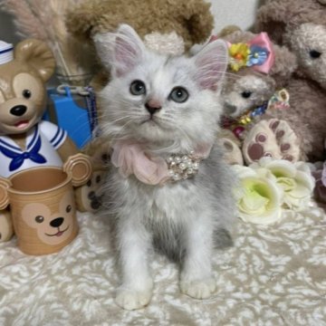 スコティッシュフォールド(立ち耳)【千葉県・女の子・2023年4月15日・シルバータビー】の写真「可愛い〜綺麗な女の子ニャン♪」