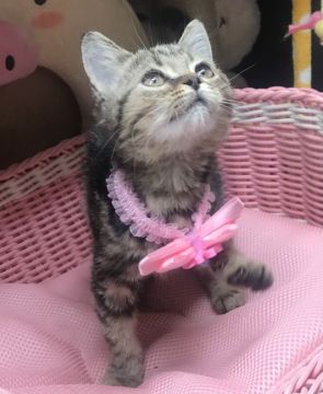 スコティッシュフォールド(立ち耳)【千葉県・女の子・2021年9月3日・ブラウンタビー（ショート）】の写真「可愛い〜女の子ニャン♪」