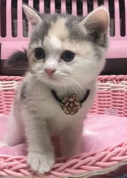 スコティッシュフォールド(立ち耳)【千葉県・女の子・2019年7月1日・ダイリュウトウキャリコ（ショート）】の写真「パステルカラーの綺麗な女の子ニャン♪」