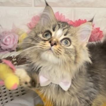 サイベリアン【千葉県・女の子・2022年3月30日・ブラウンタビー】の写真「とても可愛いカラーの美人女の子ニャン❣️」