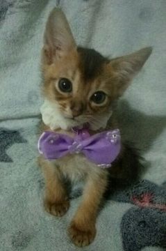 アビシニアン【千葉県・男の子・2016年3月30日・ルディー】の写真「」