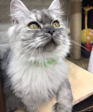 ラガマフィン【千葉県・男の子・2021年8月8日・シルバータビー（セミロング）】の写真「大人しく可愛い〜男の子ニャン♪♪」