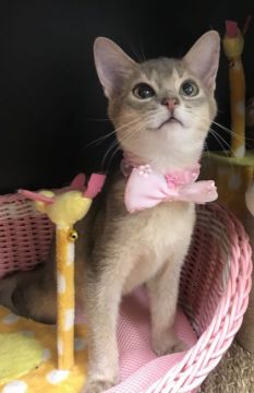 アビシニアン【千葉県・男の子・2021年10月22日・ブルー（ショート）】の写真「綺麗なブルーカラーな可愛い〜男の子ニャン♪♪」