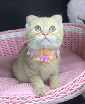 スコティッシュフォールド(折れ耳)【千葉県・女の子・2021年11月11日・レッドタビー（ショート）】の写真「凄〜く❣️凄〜く❣️可愛い〜女の子ニャン♪」