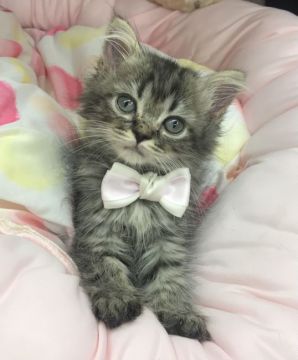 スコティッシュフォールド(立ち耳)【千葉県・女の子・2021年6月22日・ブラウンタビー】の写真「可愛い〜可愛い〜女の子ニャン♪♪」